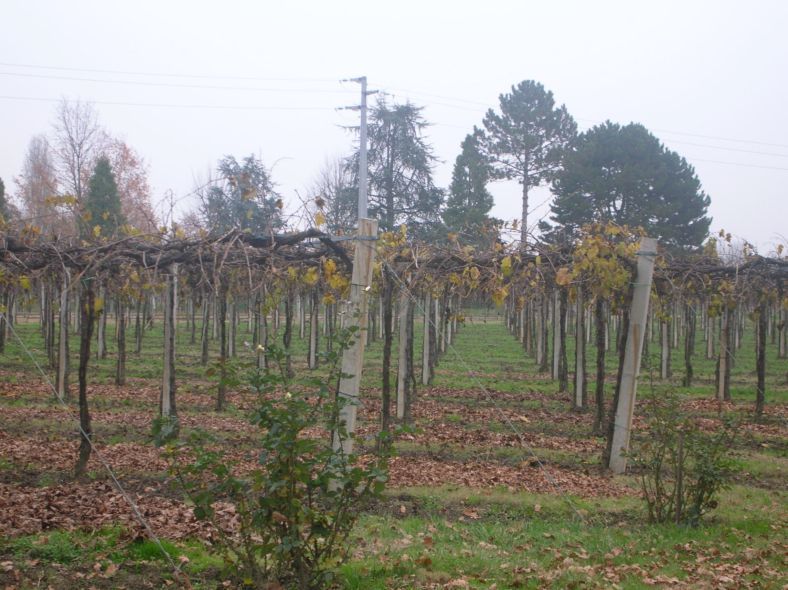 vigna-paltri