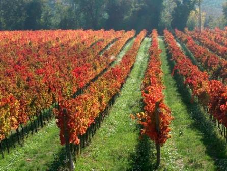 vigna