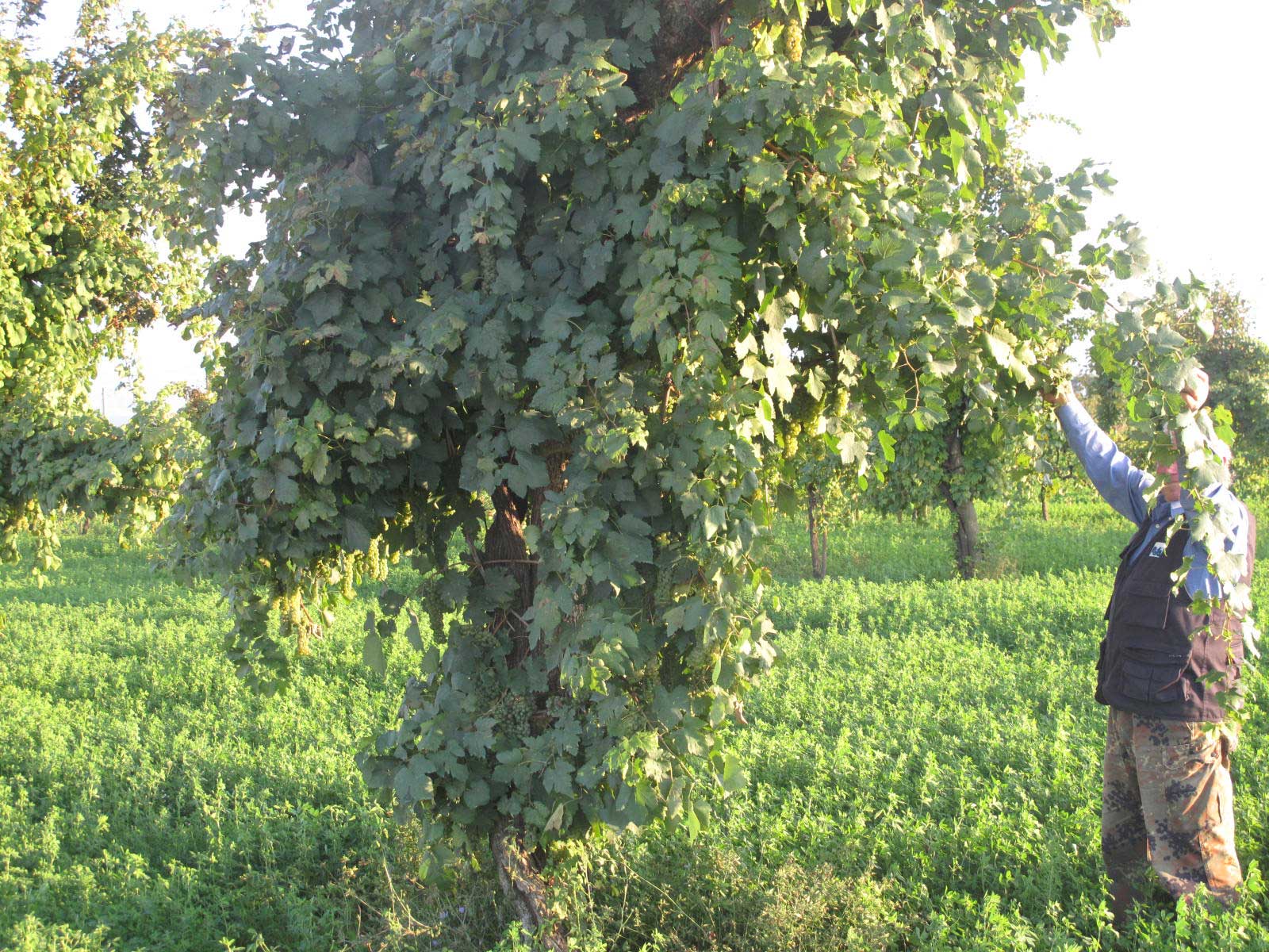 trebbiano-spoletino-ok