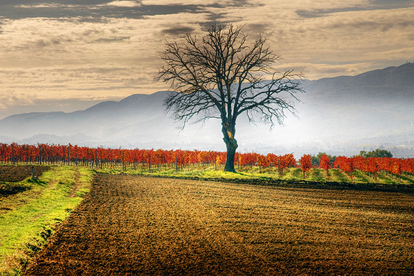 sagrantino_01_big