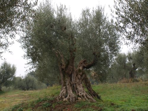 magionaccia