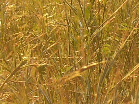 diserbante
