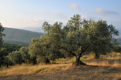 ulivi