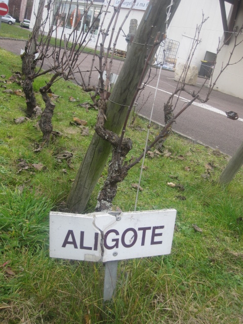 borgogna-2011-002