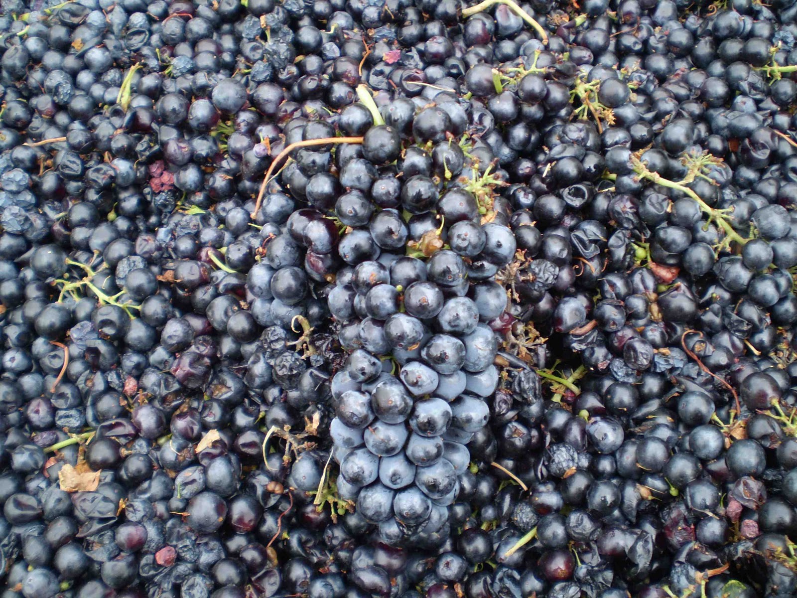 sagrantino