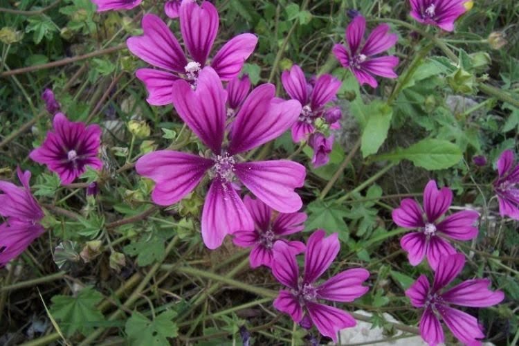 fiori