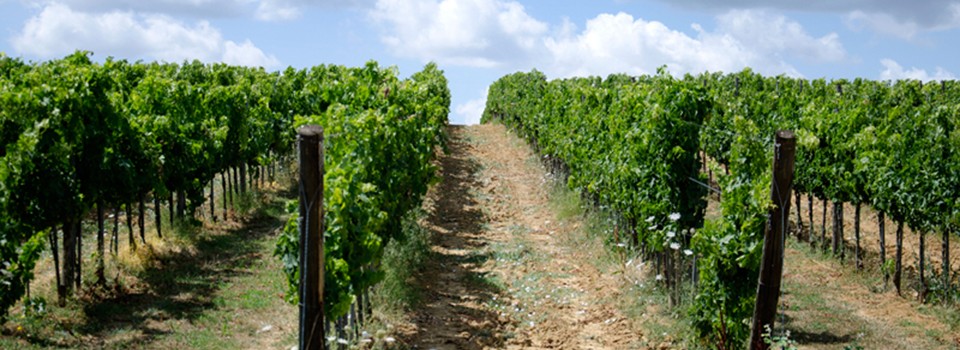 san-ferdinando