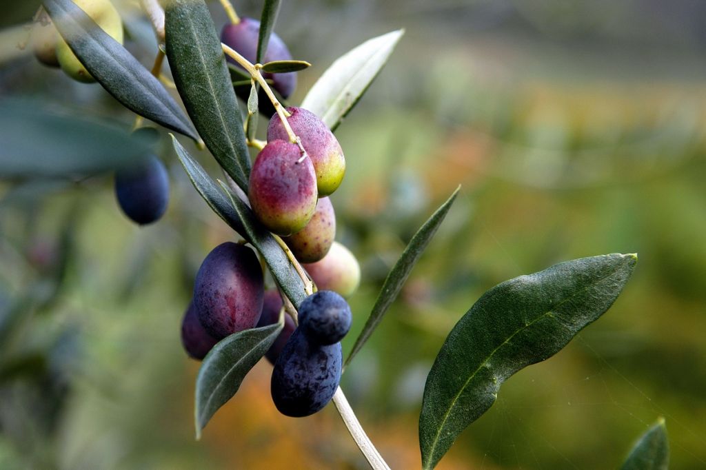 olive
