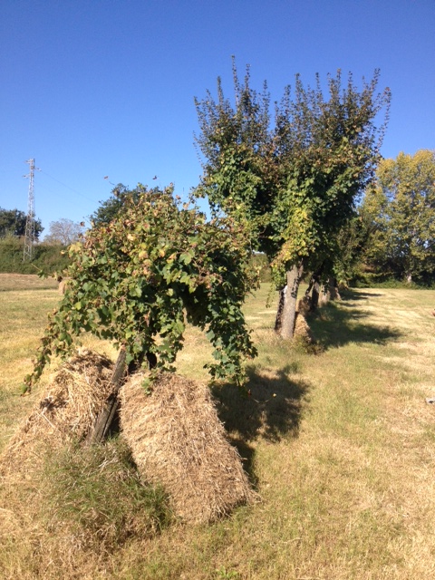 trebbiano-spoletino