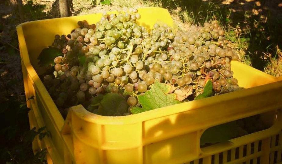 Grechetto