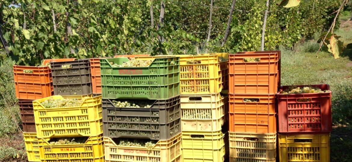 Vendemmia