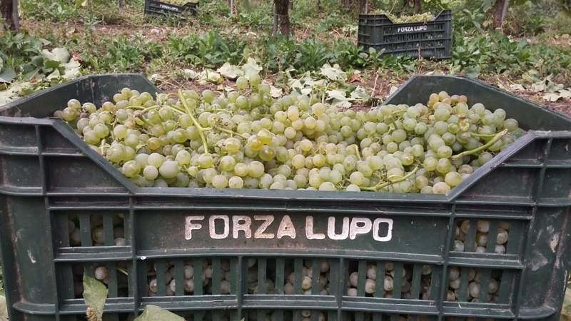 cassetta forza lupo