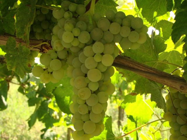 Grappolo di Greco, contrada Marotta - Montefusco (AV) - crediti: Raffaele Del Franco