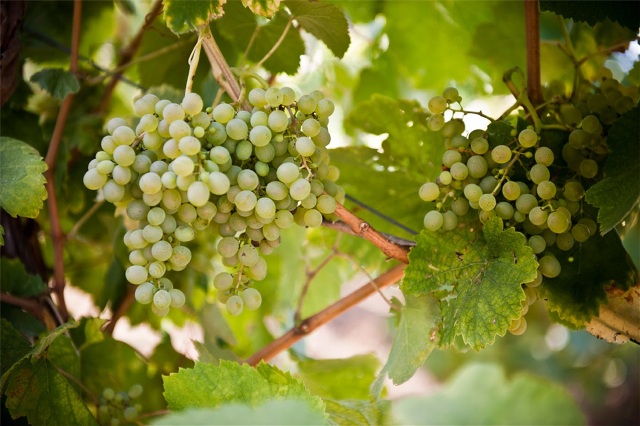 16. grappolo fiano 1