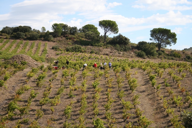 alberelli con vendemmia