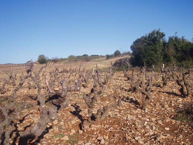 il tipico sistema gobelet delle vigne-canyon di Calce