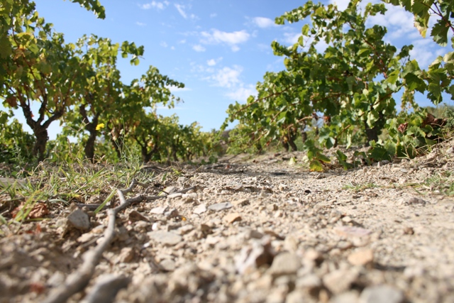 vigna dal basso