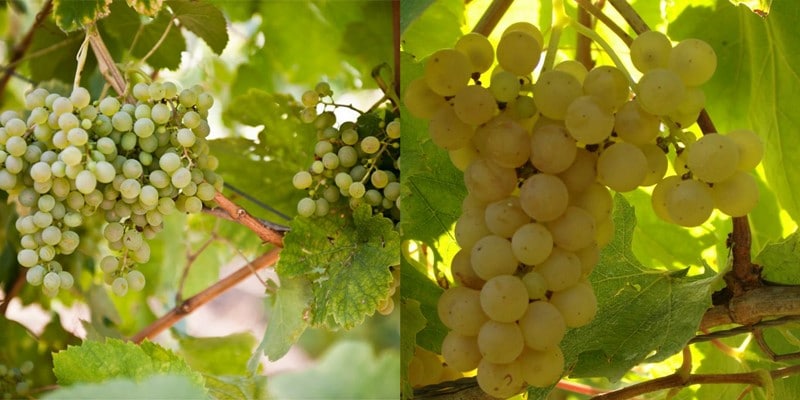 fiano-greco