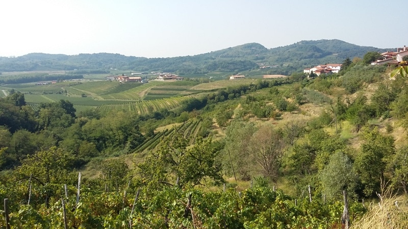 vigne-collio