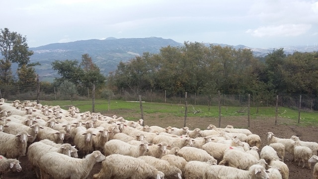 gregge-con-paesaggio
