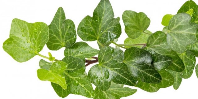 edera