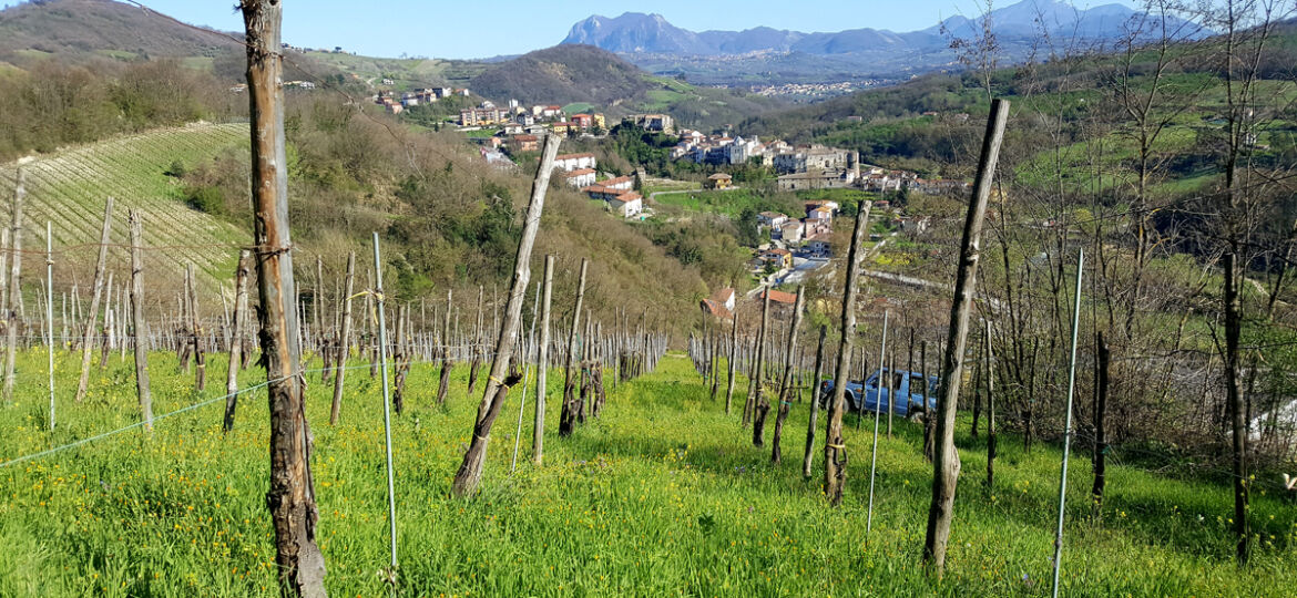 Vigne a Tufo