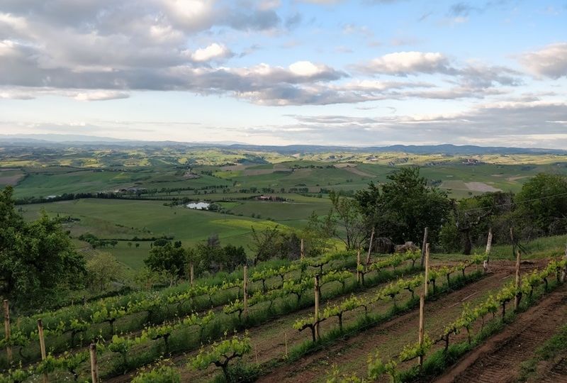 marroneto 1