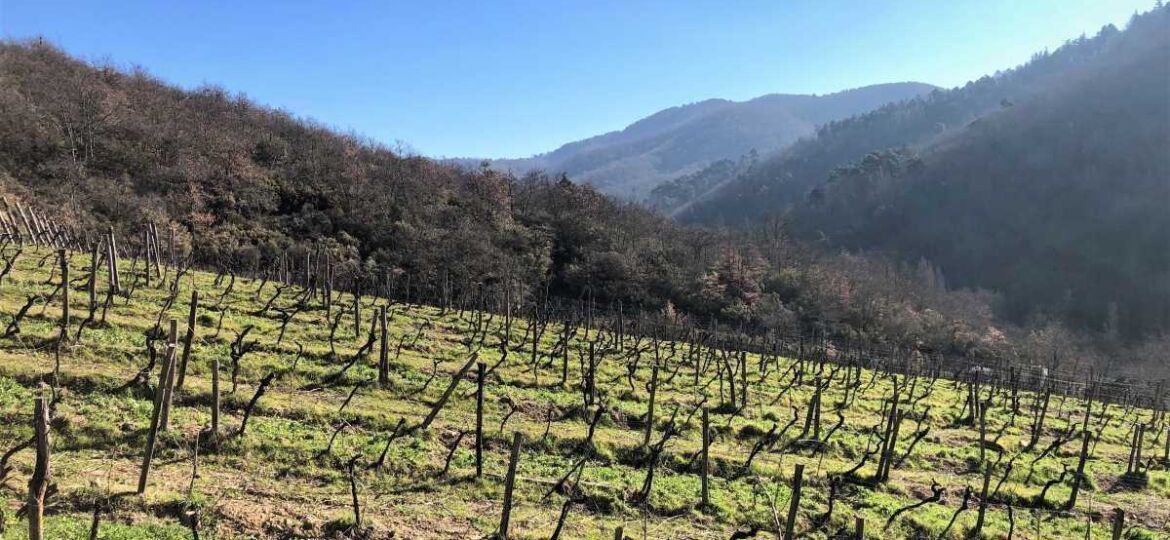 Barbischio nel bosco
