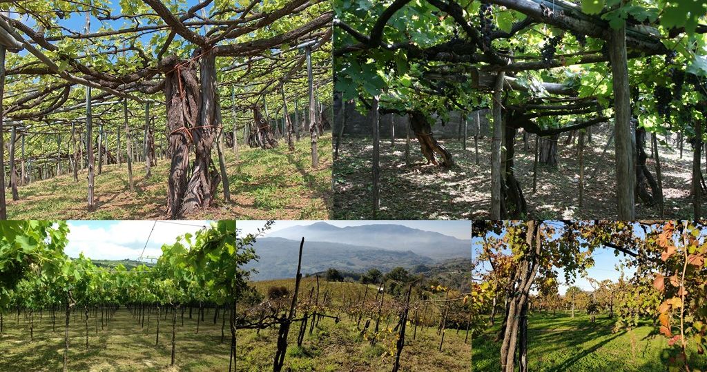 collage iniziale